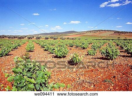 Vineyard. Valdepe±as, Ciudad Real province, Castilla La Mancha, Spain. View Large Photo Image Stock Image - Vineyard. Valdepe±as, Ciudad Real province, Castilla La Mancha, Spain.. Fotosearch