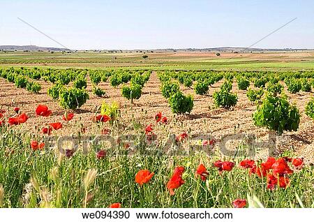 Vineyards and poppies. La Manchuela, Albacete province, Castilla La Mancha, Spain. View Large Photo Image Stock Image - Vineyards and poppies. La Manchuela, Albacete province, Castilla La Mancha, Spain.. Fotosearch