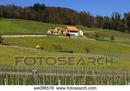 Stock Photo - Vinyard for Chasselas grapes at the foot of the Jura mountain range in springtime, Begnins, Vaud, Switzerland. Fotosearch