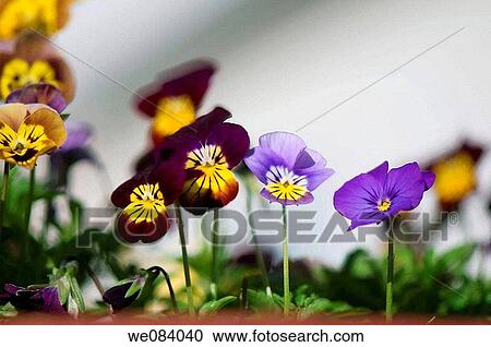 Viola Flower Variety. Viola x wittrockiana View Large Photo Image Stock Image - Viola Flower Variety. Viola x wittrockiana. Fotosearch