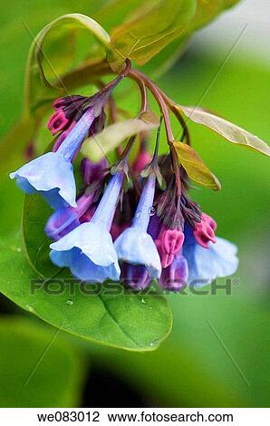 Stock Image - Virginia Bluebells (Mertensia virginica). Fotosearch