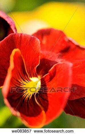 Vivid Red Pansy Close_up. Viola x wittrockiana View Large Photo Image Stock Photo - Vivid Red Pansy Close_up. Viola x wittrockiana. Fotosearch