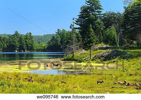 Wapiti grazing and wading in a Lake with group of wild boar piglets in foreground View Large Photo Image Stock Photograph - Wapiti grazing and wading in a Lake with group of wild boar piglets in foreground. Fotosearch