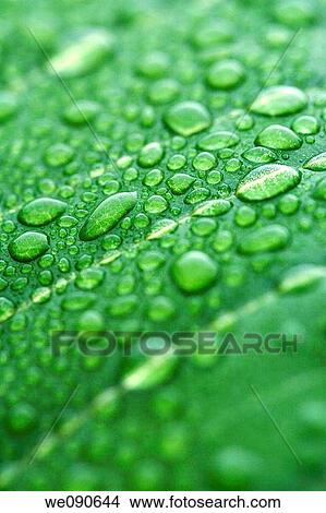 Water drops on leaf View Large Photo Image Picture - Water drops on leaf. Fotosearch