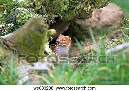 Weasel Mustela nivalis View Large Photo Image Stock Photo - Weasel Mustela nivalis. Fotosearch
