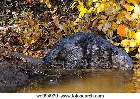 Stock Photo - Wet Canadian Beaver walking into a stream with Fall color birch and maple leaves. Fotosearch