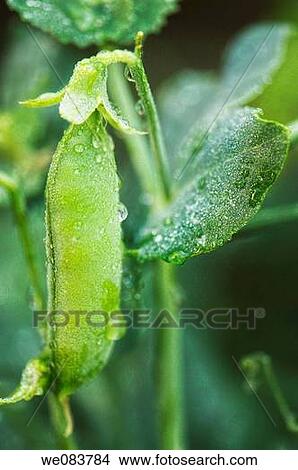 Wet Green Sugar Peas Pod Growing on a Garden Plant. Pisum sativum. View Large Photo Image Picture - Wet Green Sugar Peas Pod Growing on a Garden Plant. Pisum sativum.. Fotosearch