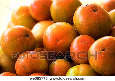 Wet Red Tomatos. Solanum lycopersicon. View Large Photo Image Stock Photography - Wet Red Tomatos. Solanum lycopersicon.. Fotosearch