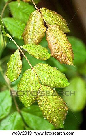 Wet Rose Leaves Touching View Large Photo Image Stock Photo - Wet Rose Leaves Touching. Fotosearch