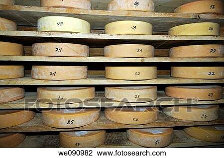 Stock Image - Wheels of Swiss Alp cheese in the storehouse of a cheese dairy before the Ch? steilet, the dividing of the ceese among the village dairy farmers, Switzerland. Fotosearch
