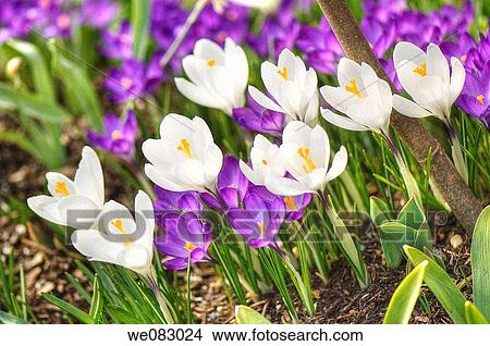 White and Blue Crocuses (Crocus vernus) View Large Photo Image Picture - White and Blue Crocuses (Crocus vernus). Fotosearch