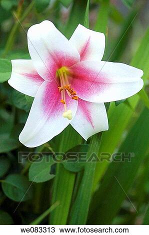 White and Pink Orienpet Lily. Lilium hybrid, orienpet. View Large Photo Image Stock Image - White and Pink Orienpet Lily. Lilium hybrid, orienpet.. Fotosearch