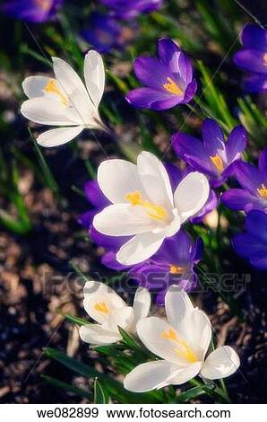 White and Purple Crocuses in Bloom. Crocus vernus. March 2008, Maryland, USA View Large Photo Image Stock Photo - White and Purple Crocuses in Bloom. Crocus vernus. March 2008, Maryland, USA. Fotosearch