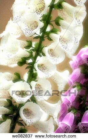 White and Purple Foxglove Flower. Digitalis purpurea. April 2008. Maryland, USA. View Large Photo Image Stock Photo - White and Purple Foxglove Flower. Digitalis purpurea. April 2008. Maryland, USA.. Fotosearch