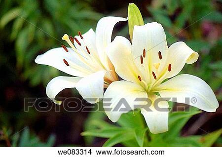 White Asiatic Lily Duo. Lilium hybrid, asiatic. View Large Photo Image Picture - White Asiatic Lily Duo. Lilium hybrid, asiatic.. Fotosearch