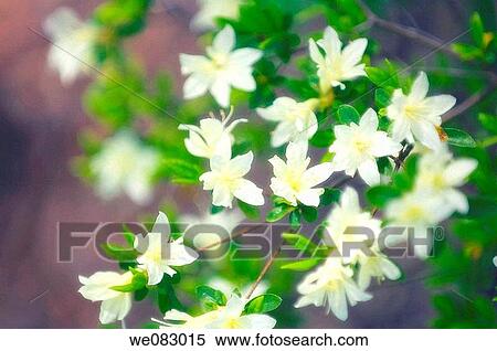 White Azalea (Rhododendron hybrid) in bloom View Large Photo Image Stock Photography - White Azalea (Rhododendron hybrid) in bloom. Fotosearch