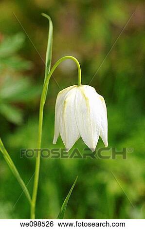 White Checkered daffodil, Fritillaria meleagris subvar alba View Large Photo Image Stock Photograph - White Checkered daffodil, Fritillaria meleagris subvar alba. Fotosearch