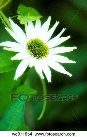 White Coneflower. Echinacea purpurea. July 2008 Maryland, USA View Large Photo Image Picture - White Coneflower. Echinacea purpurea. July 2008 Maryland, USA. Fotosearch
