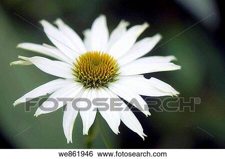 White Coneflower (Echinacea purpurea alba) bloom View Large Photo Image Stock Photograph - White Coneflower (Echinacea purpurea alba) bloom. Fotosearch