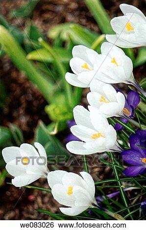 Stock Photograph - White Crocuses (Crocus vernus). Fotosearch
