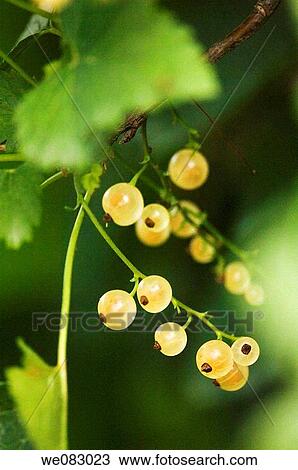White Currants (Ribes sativum) View Large Photo Image Stock Image - White Currants (Ribes sativum). Fotosearch