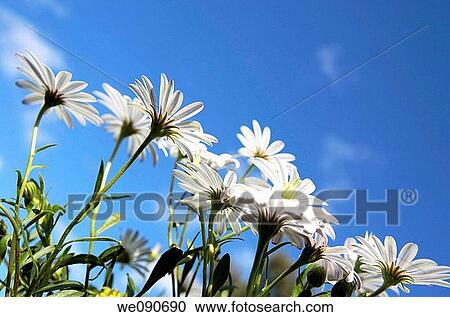 White Daisy Flowers View Large Photo Image Stock Image - White Daisy Flowers. Fotosearch