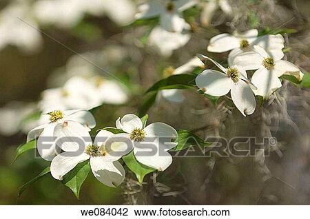 White Dogwood Covered with Spanish Moss. Cornus florida, Tillandsia usneoides View Large Photo Image Stock Image - White Dogwood Covered with Spanish Moss. Cornus florida, Tillandsia usneoides. Fotosearch