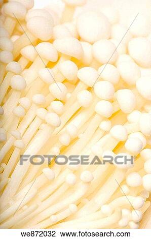 White Enoki Mushrooms Cluster View Large Photo Image Stock Image - White Enoki Mushrooms Cluster. Fotosearch