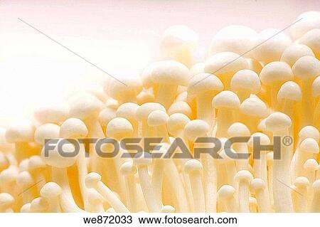 White Enoki Mushrooms Cluster View Large Photo Image Stock Image - White Enoki Mushrooms Cluster. Fotosearch