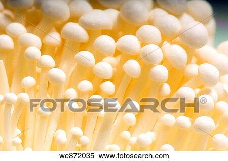 White Enoki Mushrooms Cluster View Large Photo Image Stock Photography - White Enoki Mushrooms Cluster. Fotosearch