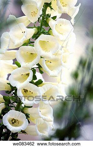 White Foxglove. Digitalis purpurea. April 2008, Maryland, USA View Large Photo Image Stock Image - White Foxglove. Digitalis purpurea. April 2008, Maryland, USA. Fotosearch