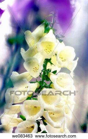White Foxglove. Digitalis purpurea. April 2008, Maryland, USA View Large Photo Image Stock Image - White Foxglove. Digitalis purpurea. April 2008, Maryland, USA. Fotosearch