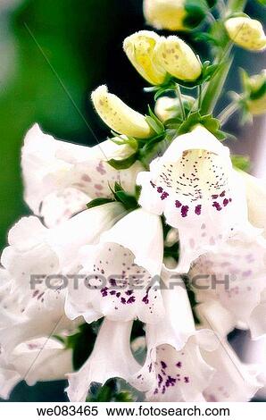 White Foxglove. Digitalis purpurea. April 2008, Maryland, USA View Large Photo Image Stock Photography - White Foxglove. Digitalis purpurea. April 2008, Maryland, USA. Fotosearch