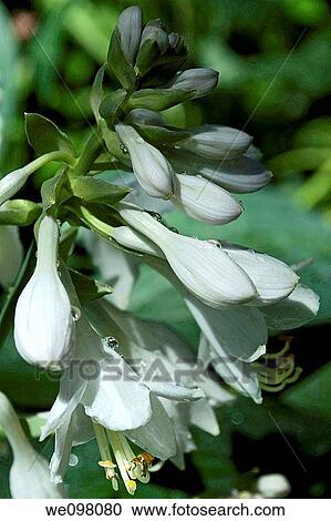 White Hosta blossoms covered in droplets View Large Photo Image Stock Image - White Hosta blossoms covered in droplets. Fotosearch