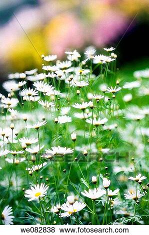 White Marguerite Daisies. Argyranthemum frutescens. April 2008. Maryland, USA. View Large Photo Image Stock Photo - White Marguerite Daisies. Argyranthemum frutescens. April 2008. Maryland, USA.. Fotosearch