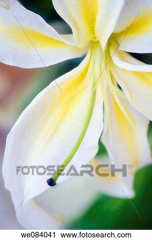 White Oriental Lily Close-up. Lilium orientale View Large Photo Image Stock Image - White Oriental Lily Close-up. Lilium orientale. Fotosearch