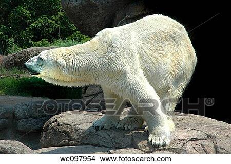 White Polar Bear standing on rocky ledge View Large Photo Image Picture - White Polar Bear standing on rocky ledge. Fotosearch