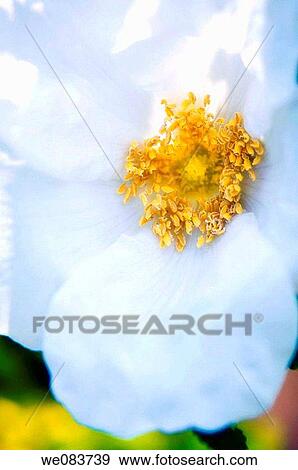 White Rose Flower Close-up. Rosa rugosa alba View Large Photo Image Stock Photo - White Rose Flower Close-up. Rosa rugosa alba. Fotosearch