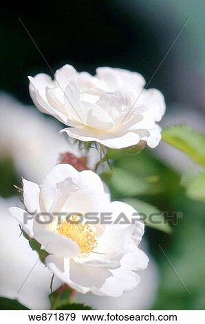 Stock Photo - White Rose Flower Duo Rosa alba semi-plena May 2008 Maryland, USA. Fotosearch