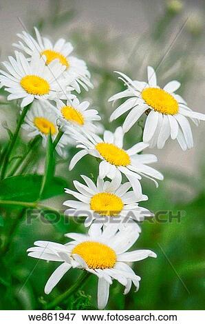 White Shasta Daisies (Leucanthemum x superbum) cluster View Large Photo Image Stock Photo - White Shasta Daisies (Leucanthemum x superbum) cluster. Fotosearch