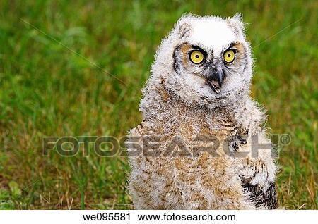 Wide eyed Great Horned Owl chick screeching on the ground View Large Photo Image Stock Image - Wide eyed Great Horned Owl chick screeching on the ground. Fotosearch