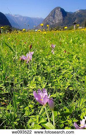 Wild crocus growing in a meadow in Slovenia View Large Photo Image Stock Image - Wild crocus growing in a meadow in Slovenia. Fotosearch