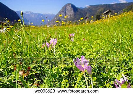 Wild crocus growing in a meadow in Slovenia View Large Photo Image Stock Image - Wild crocus growing in a meadow in Slovenia. Fotosearch