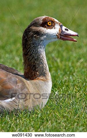 Stock Image - wild duck. Fotosearch