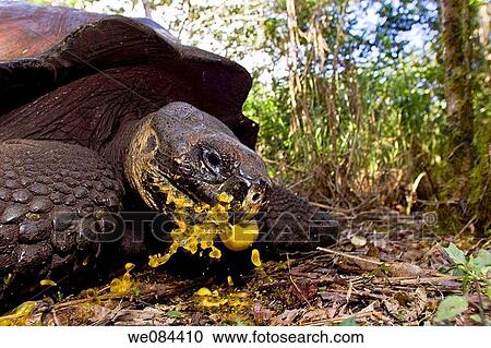 Wild Galapagos giant tortoise Geochelone elephantopus feeding on fallen passion fruit on the upslope grasslands of Santa Cruz Island in the Galapagos Island Archipeligo, Ecuador The Galapagos Giant Tortoise is endemic only to the Galapagos Islands The View Large Photo Image Stock Image - Wild Galapagos giant tortoise Geochelone elephantopus feeding on fallen passion fruit on the upslope grasslands of Santa Cruz Island in the Galapagos Island Archipeligo, Ecuador The Galapagos Giant Tortoise is endemic only to the Galapagos Islands The. Fotosearch