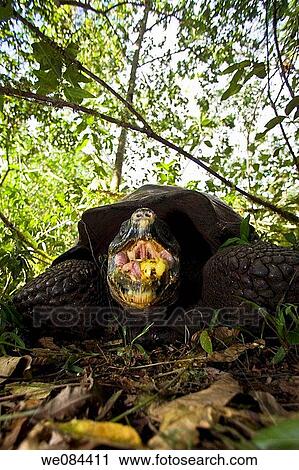 Wild Galapagos giant tortoise Geochelone elephantopus feeding on fallen passion fruit on the upslope grasslands of Santa Cruz Island in the Galapagos Island Archipeligo, Ecuador The Galapagos Giant Tortoise is endemic only to the Galapagos Islands The View Large Photo Image Stock Image - Wild Galapagos giant tortoise Geochelone elephantopus feeding on fallen passion fruit on the upslope grasslands of Santa Cruz Island in the Galapagos Island Archipeligo, Ecuador The Galapagos Giant Tortoise is endemic only to the Galapagos Islands The. Fotosearch