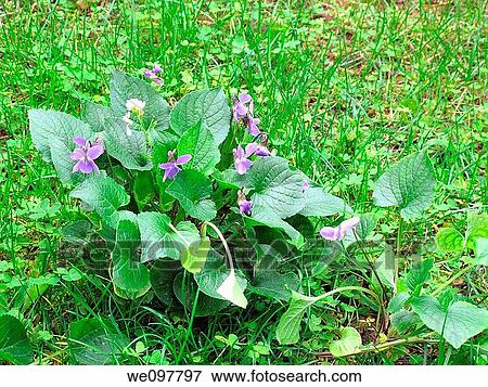 Wild Violet, Viola alba ssp dehnhardtii View Large Photo Image Stock Photo - Wild Violet, Viola alba ssp dehnhardtii. Fotosearch