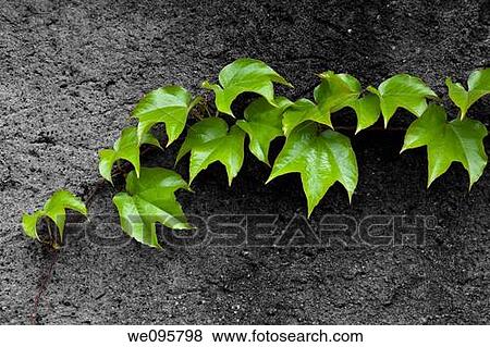 wild wine colorkey View Large Photo Image Stock Photo - wild wine colorkey. Fotosearch