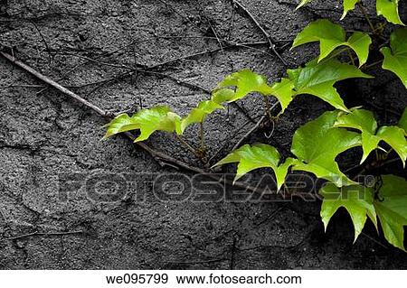 wild wine colorkey View Large Photo Image Stock Photo - wild wine colorkey. Fotosearch