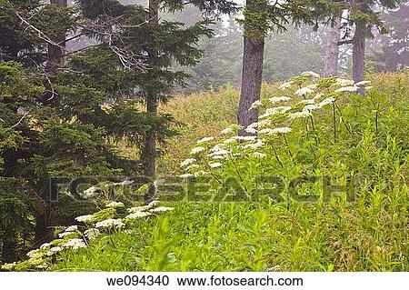Wildflowers, Blue Ridge Parkway, Late Summer, NC View Large Photo Image Stock Image - Wildflowers, Blue Ridge Parkway, Late Summer, NC. Fotosearch